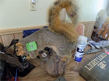 Taxedermy Squirrel