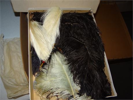 Plumes