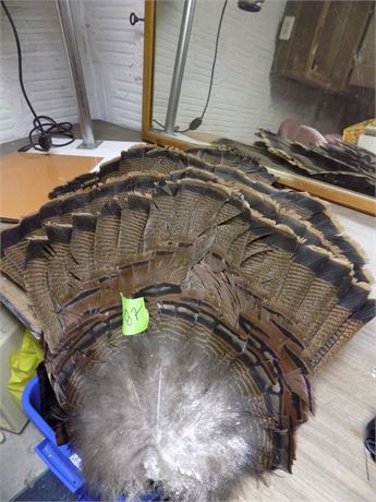Turkey Feathers