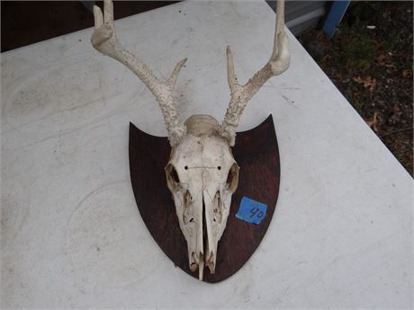 Deer Skull with antlers