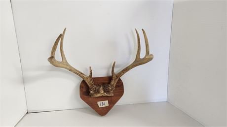 Taxidermy Deer Antlers