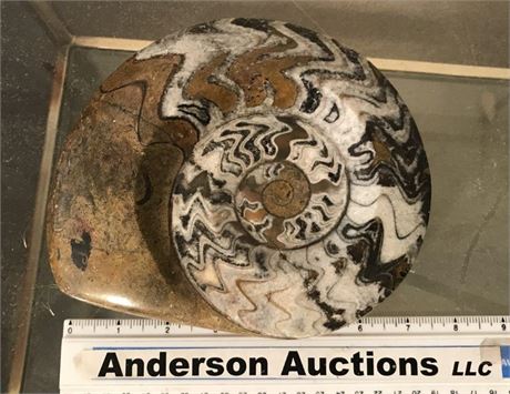 Ammonite Fossil