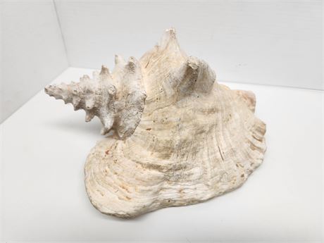 Large Conch Sea Shell