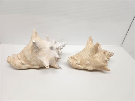 Large Conch Sea Shells