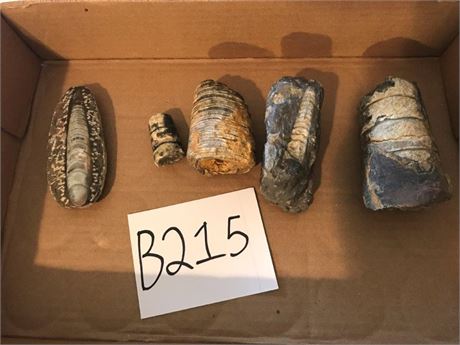 Flat of Fossils (#2)