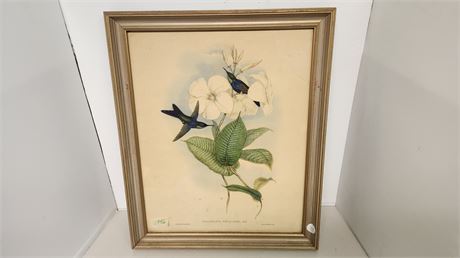 framed Bird Picture