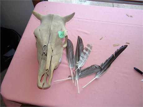 Cow Skull