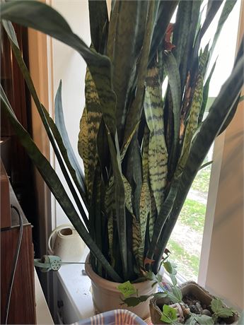 Snake Plant