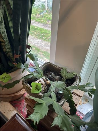 Cactus Plant