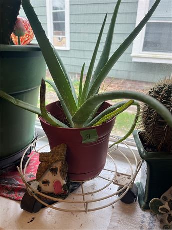 Aloe Plant