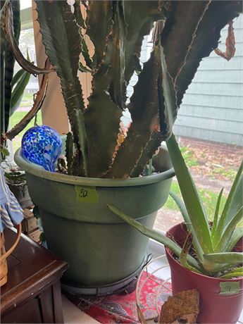 Cactus Plant
