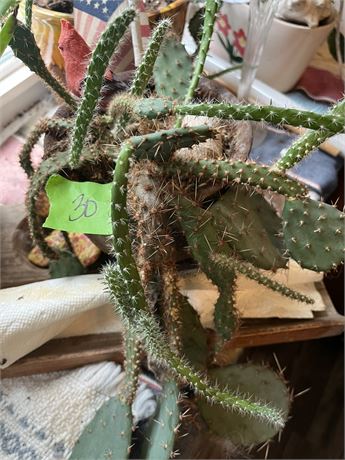 Cactus