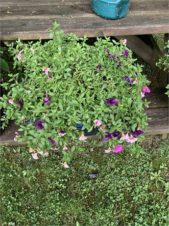 Square Shaped Faded Black Or Gray Flower Pot Planter - FLOWERS INCLUDED