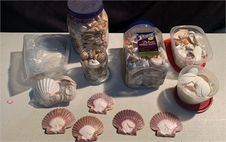 Seashells Crafting Lot % Containers of Real Seashells 5 Large Singular Shells