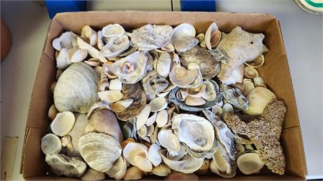 Lot Of Miscellaneous Sea Shells