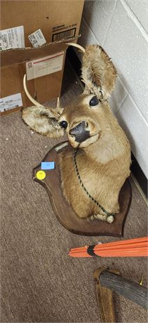 Taxidermy Deer Head