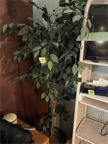 Ficus Tree