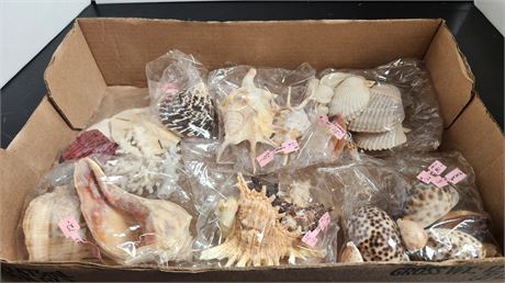 Lot Of Unique Sea Shells