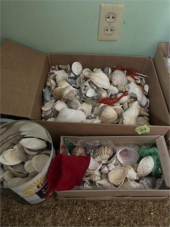Sea Shells Lot