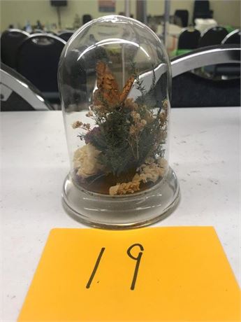 Butterfly Display