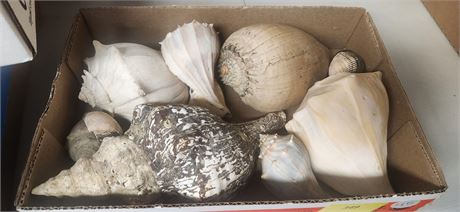 Large Sea Shells