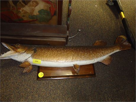 Large Musky Fish Mounted On Wood