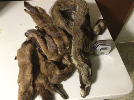 Miscellaneous Furs Shoulder Wear & Hat