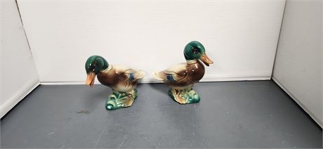 Pair of Mallard Ducks