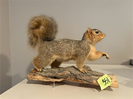 Taxidermy Squirrel
