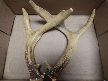 Pair Of Deer Antlers