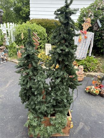 Pine Trees and Box