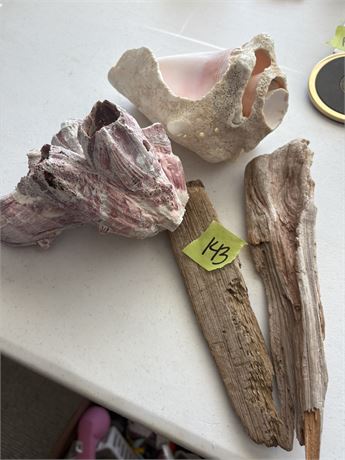 Decor Lot, Shells