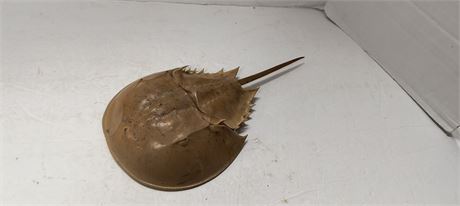 Horseshoe Crab Shell