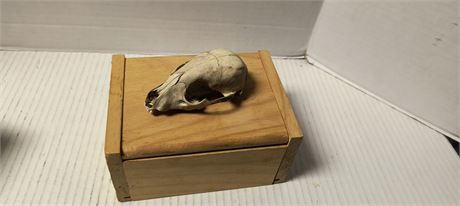 Skull in wood box