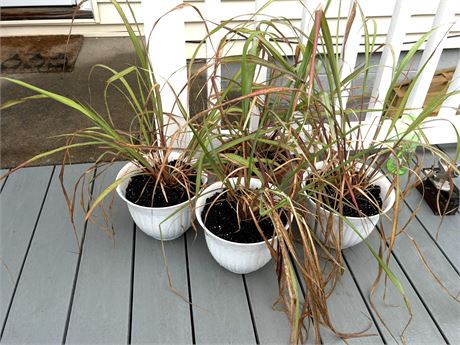 Plants