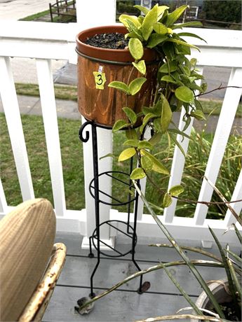 Plant and Plant Stand