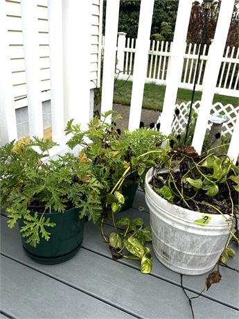 Plants