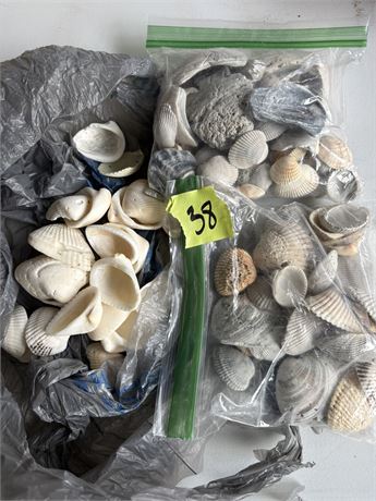 Seashells