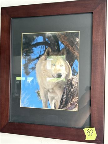 Wolf Photograph