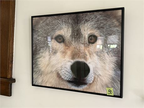 Wolf Photograph